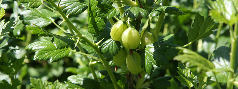 Blog-Featured-Image-Gooseberry