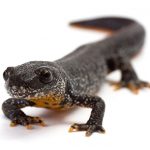 Great Crested Newt