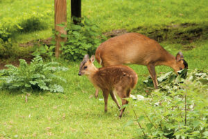 muntjac-deer