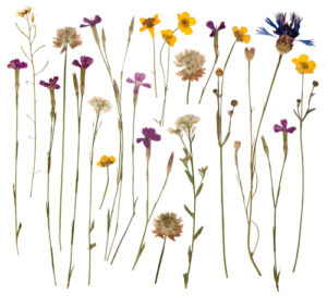 Pressed Flowers