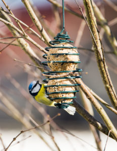 Bird Feeder