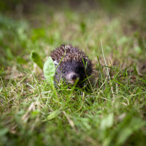 Baby Hedgehog