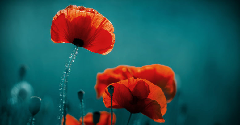 november-poppies-their-poignant-history-and-interesting-facts