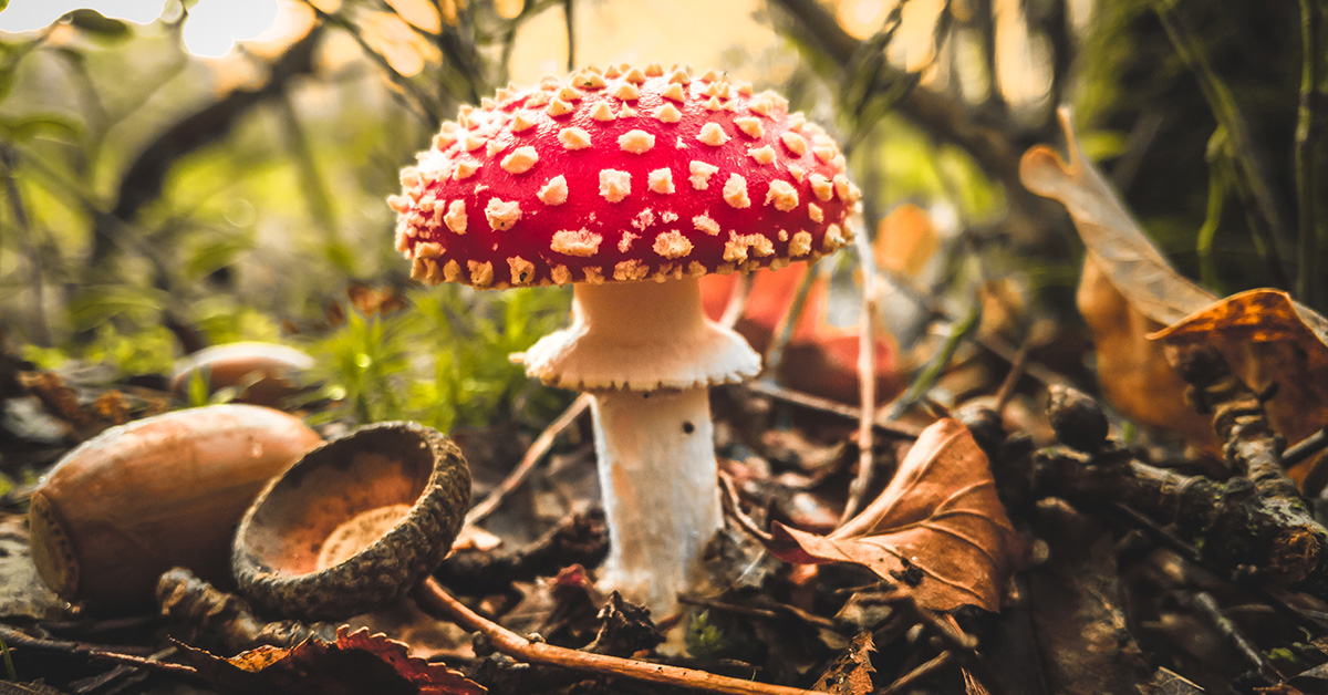 The fairytale toadstool: Amanita muscaria - Grim's Dyke Hotel