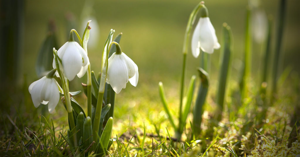 Snowdrops - 10 Surprising Facts