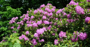 Image of Rhododendrons 