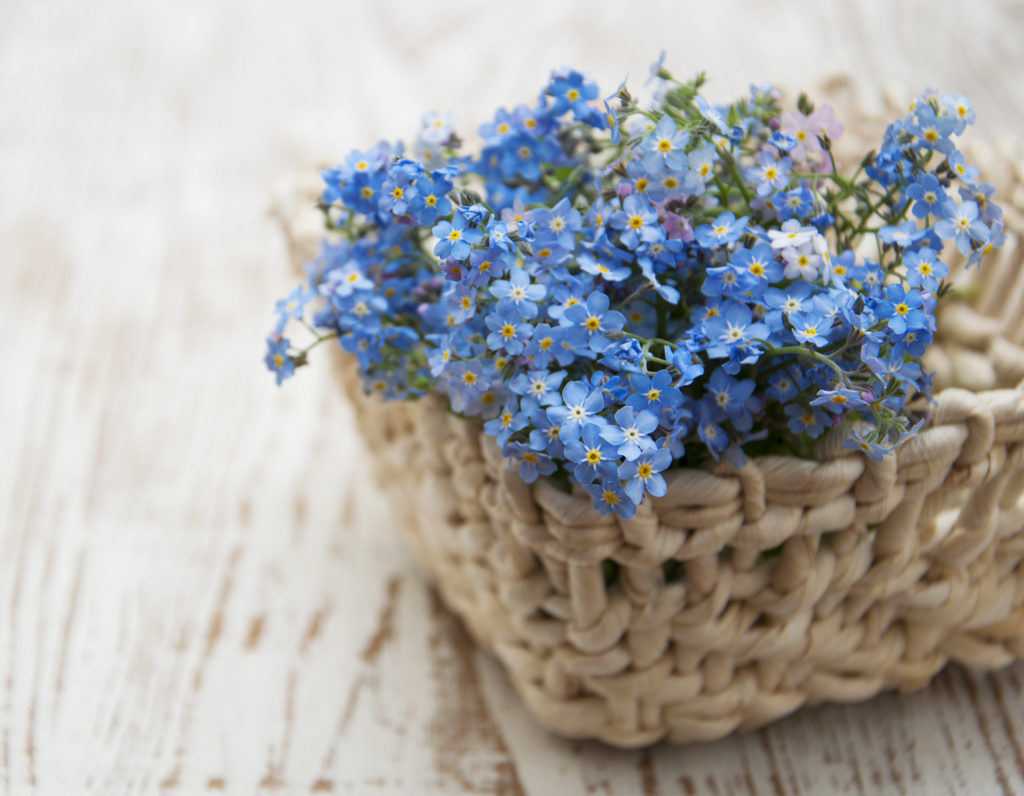 Top 10 Victorian flowers