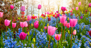 Flowers - tulips in woodland