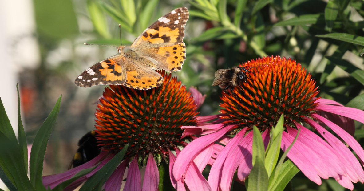 wildlife friendly garden