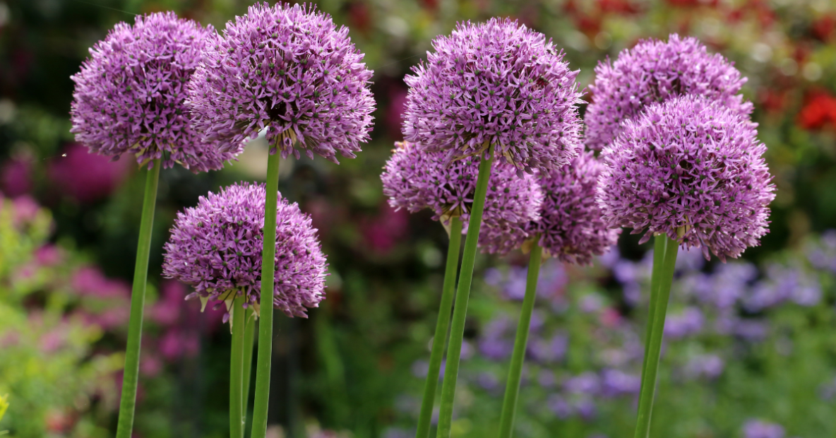 alliums