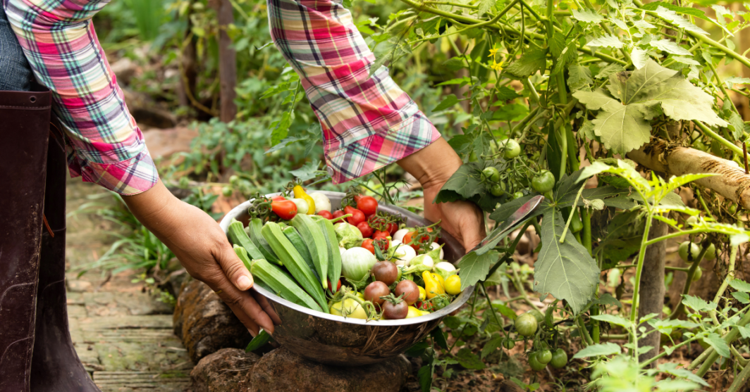 vegetables being picked in the garden